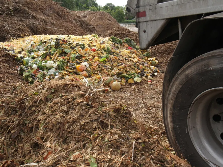 Food scraps unloaded onto a mulch windrow for on-farm composting
