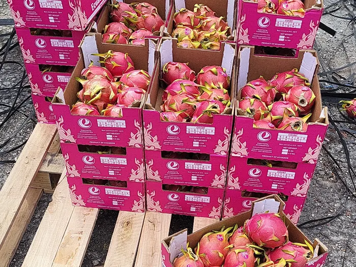 Pallets of surplus dragon fruit recovered for community pickup