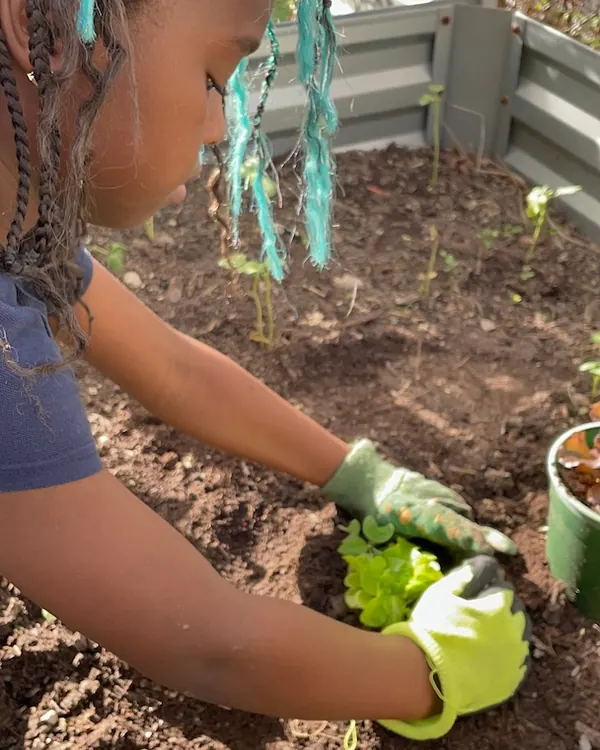 A child planting seedlings in a community garden grown with donated Fertile Earth soil