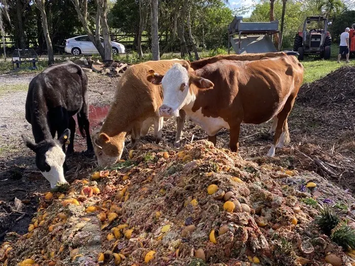 Cattle eating recovered food scraps on a partner farm