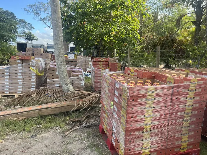Pallets of donated fresh tomatoes ready for community pickup