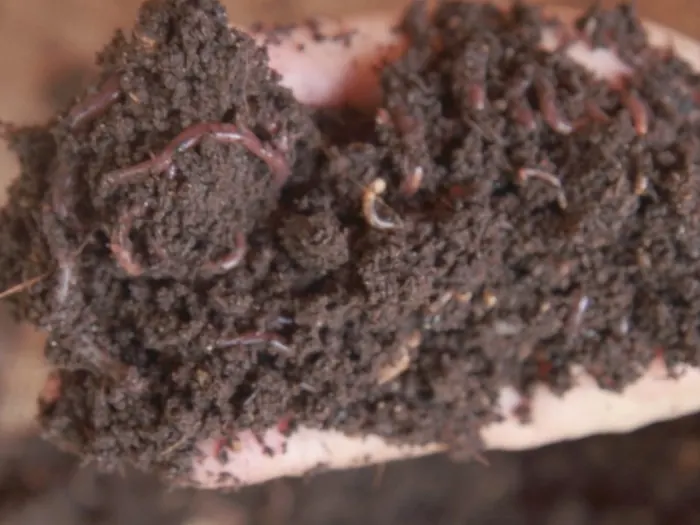 A handful of living vermicompost with red wiggler worms