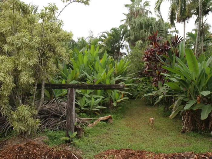A tropical plant nursery path at a partner farm