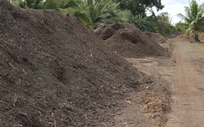 Mounds of finished compost at the farm