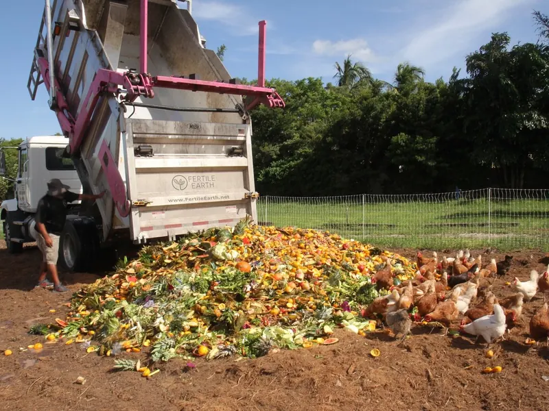 A Fertile Earth truck delivering recovered produce on a Palm Beach farm while chickens feed