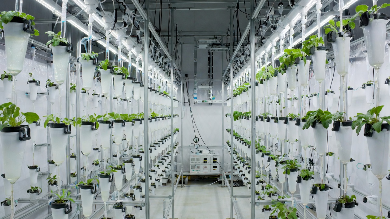 Interior of a modular shipping-container vertical farm