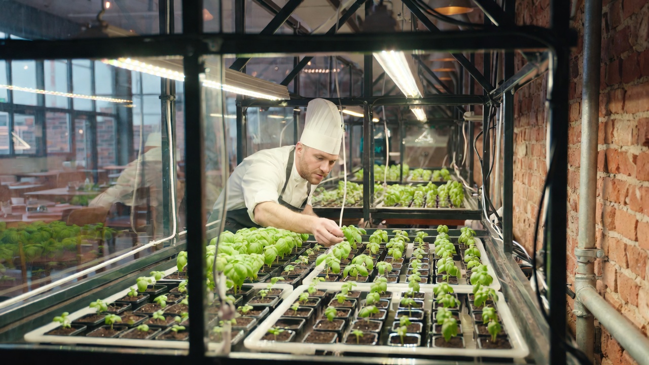 Chef tending fresh herb and microgreen seedlings