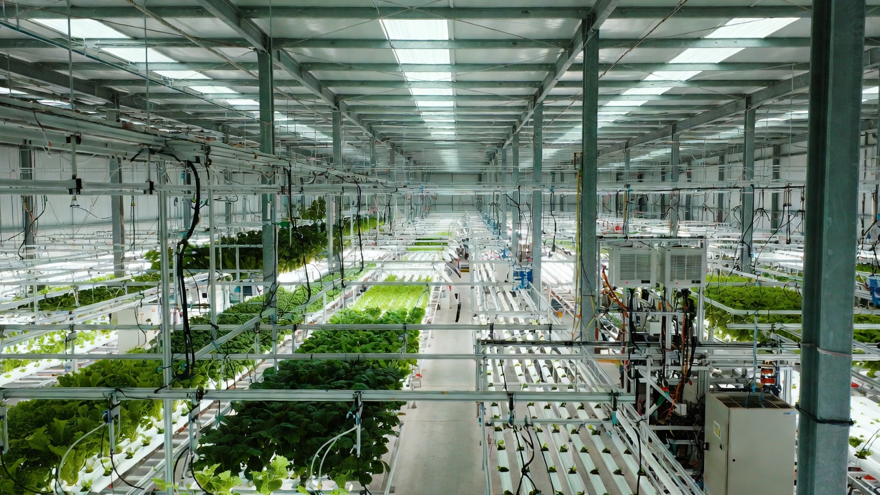 Large indoor warehouse farm with rows of leafy greens